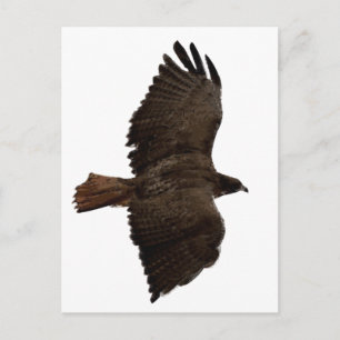 Postal Esbozo de cola roja