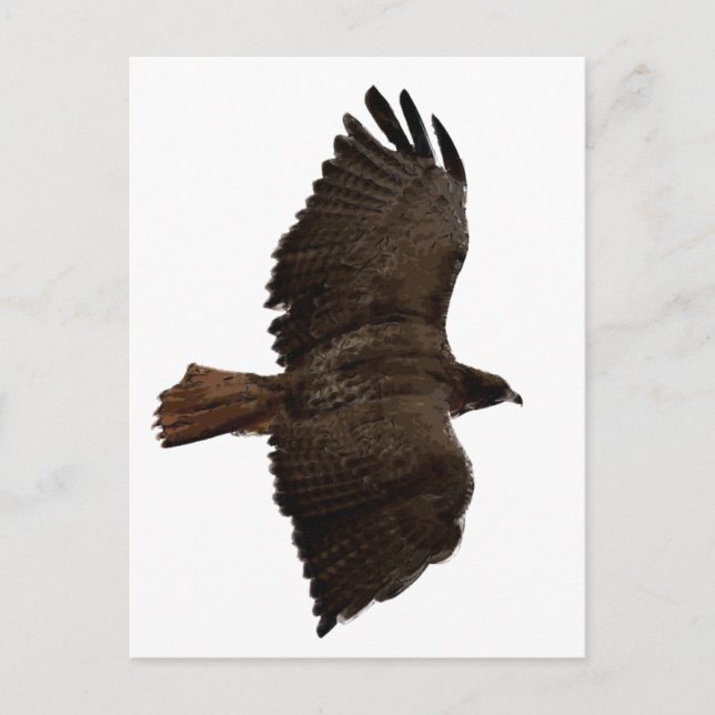 Postal Esbozo de cola roja (Anverso)