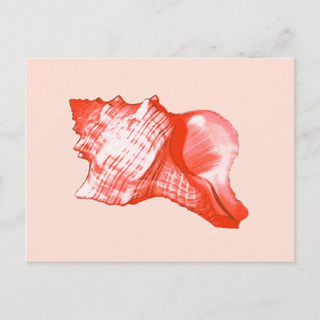 Postal Esbozo de concha - coral, cáscara rosa y blanco (Anverso)