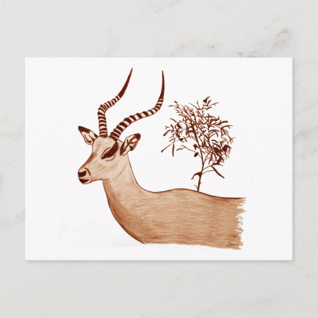 Postal Esbozo de dibujo de animales de la especie Impala  (Anverso)