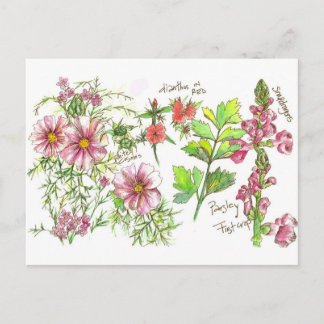 Postal Esbozo de flores de Snapdragon de Cosmos rosa