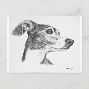 Postal Esbozo de Greyhound italiano