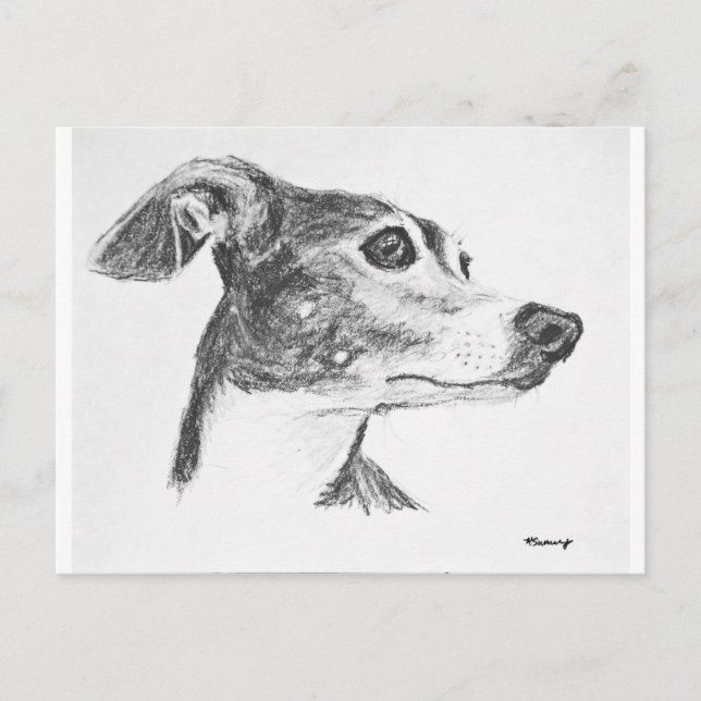 Postal Esbozo de Greyhound italiano (Anverso)