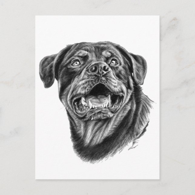 Postal Esbozo de Rottweiler (Anverso)