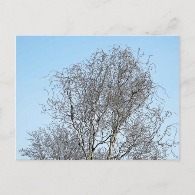 Postal Esbozo de tinta de ramas de árbol (Anverso)