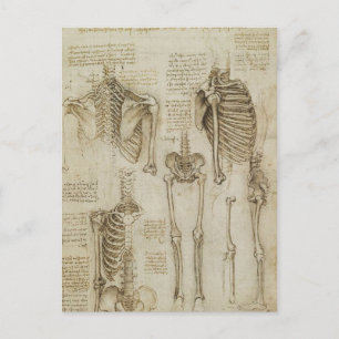 Postal Esbozos de la anatomía humana de Da Vinci