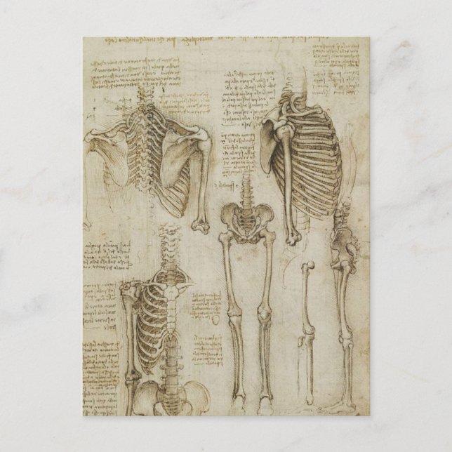 Postal Esbozos de la anatomía humana de Da Vinci (Anverso)