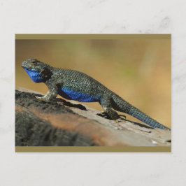 Postal Escala de Belly azul Lizard