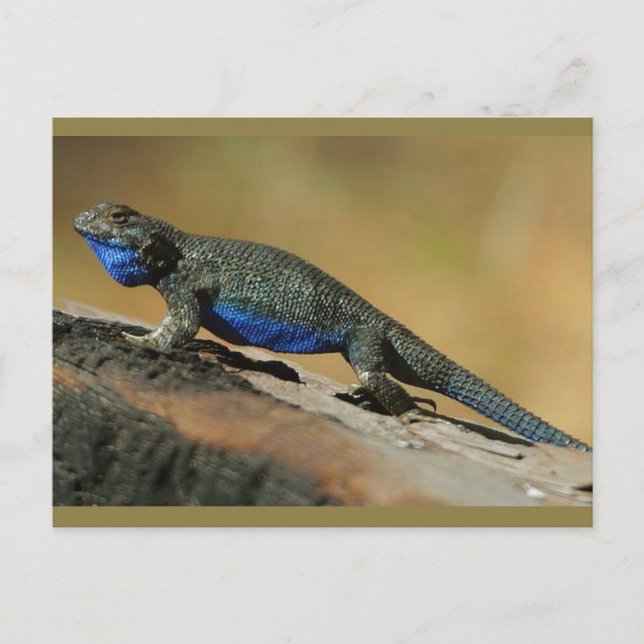 Postal Escala de Belly azul Lizard (Anverso)