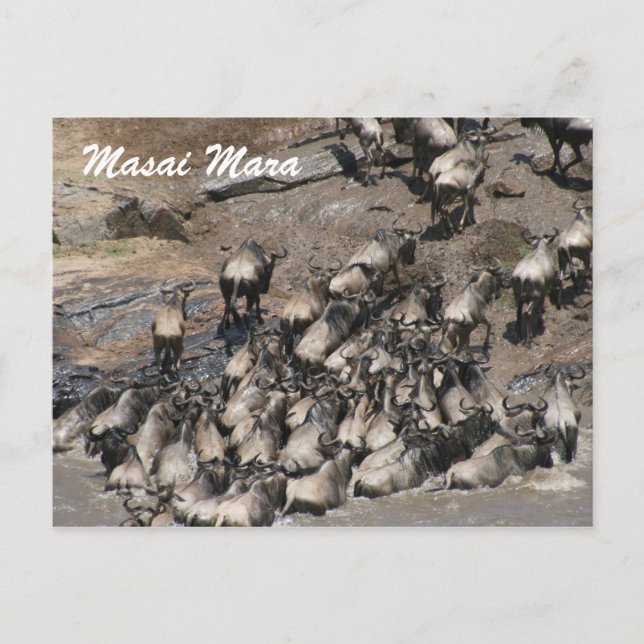 Postal escalada de ñus (Anverso)