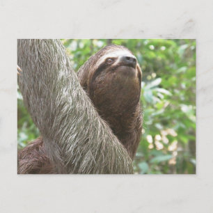 Postal Escalada de Sloth
