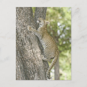 Postal Escalada del leopardo masculino joven (Panthera Pa