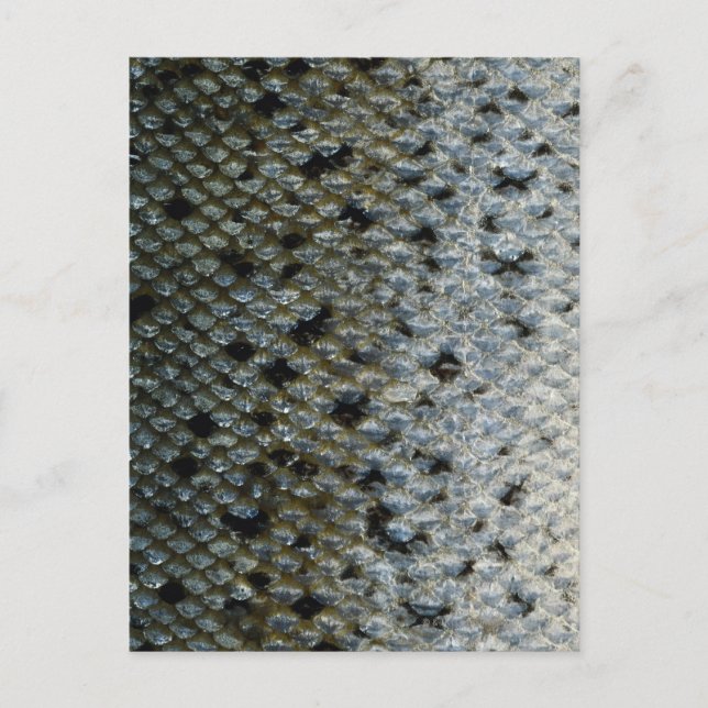 Postal Escalas de peces 2 (Anverso)