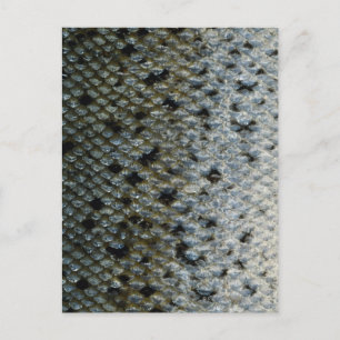 Postal Escalas de peces 2