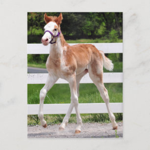 Postal Escalón alta