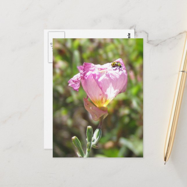 Postal - Escarabajo Cucumber (Anverso/Reverso In Situ)