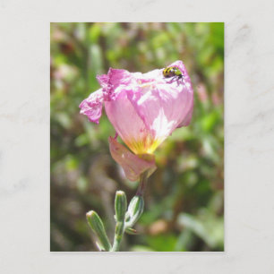 Postal - Escarabajo Cucumber