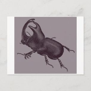 Postal Escarabajo de Rhino, Scarabeus Chorinaeus