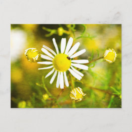 Postal Escarabajo en flor amarilla y blanca