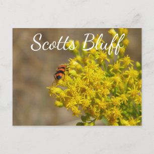 Postal Escarabajo en Goldenrod, ScotBluff, Gering, NE