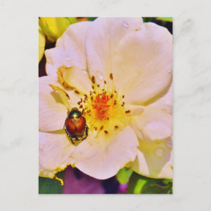 Postal Escarabajo japonés sobre rosa blanco