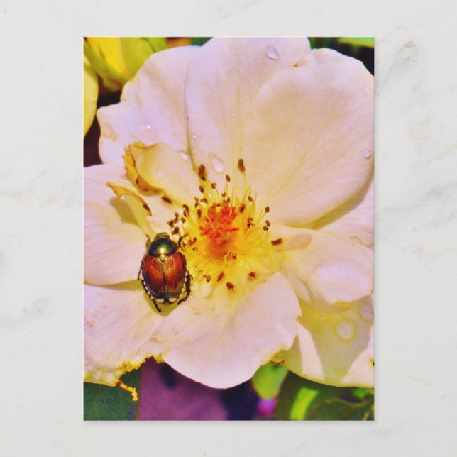 Postal Escarabajo japonés sobre rosa blanco (Anverso)