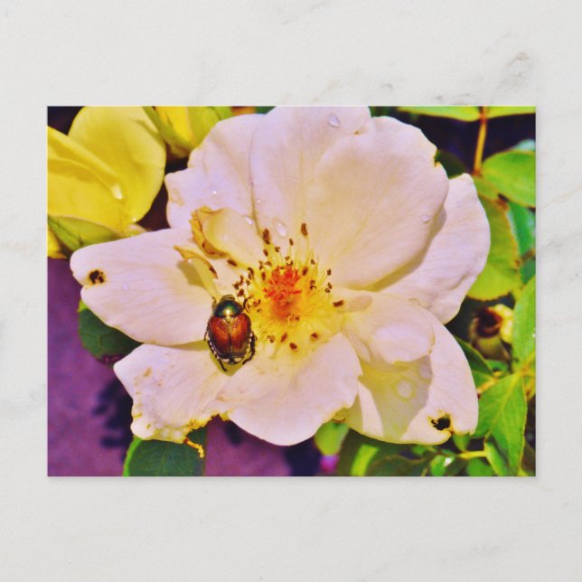 Postal Escarabajo japonés sobre rosa blanco (Anverso)
