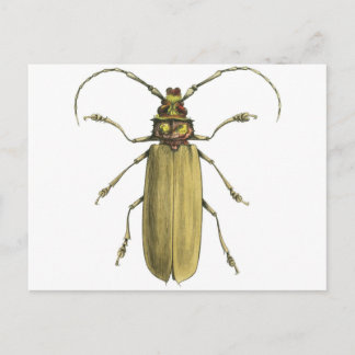Postal Escarabajo, Prionus Corticinus
