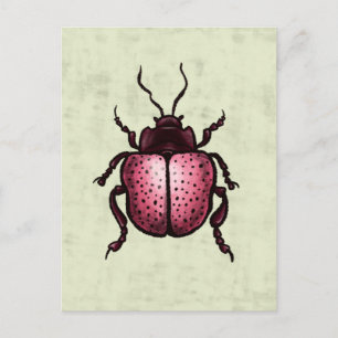 Postal Escarabajo Rosa Cute Bug Art - Amante de los insec