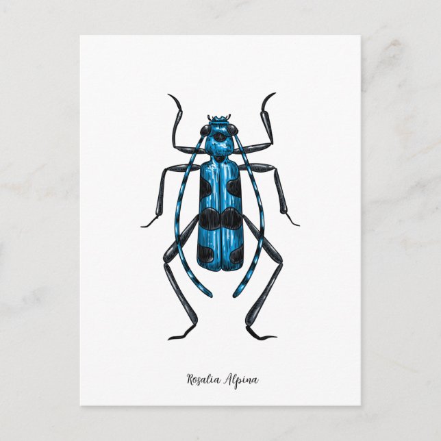 Postal escarabajo Rosalia Alpina (Anverso)