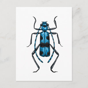 Postal escarabajo Rosalia Alpina