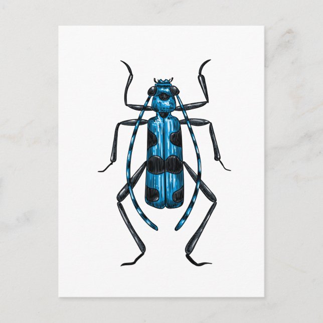 Postal escarabajo Rosalia Alpina (Anverso)
