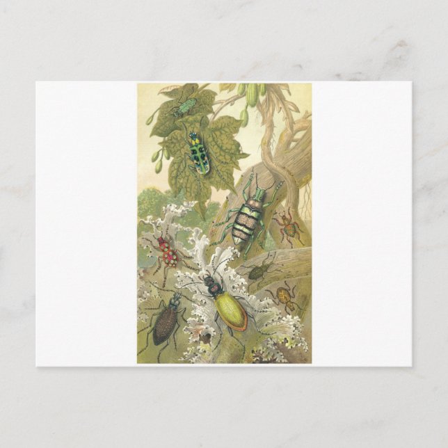 Postal Escarabajos británicos (Anverso)