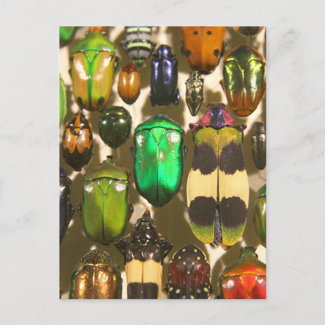 Postal Escarabajos, bugs e insectos (Anverso)