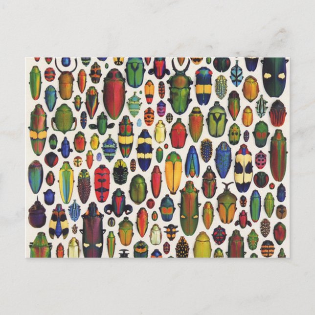 Postal Escarabajos ilustrados de color (Anverso)