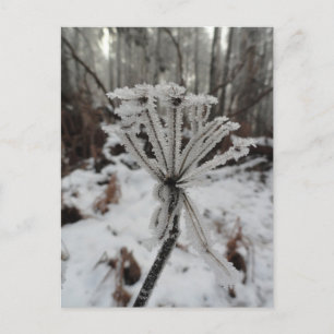 Postal Escarcha de invierno en las plantas del bosque