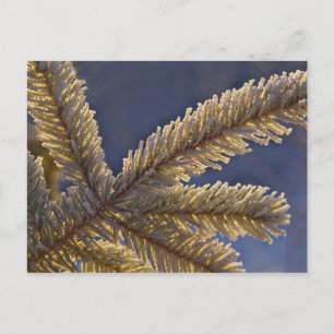 Postal Escarcha en árbol verde, Homero, Alaska