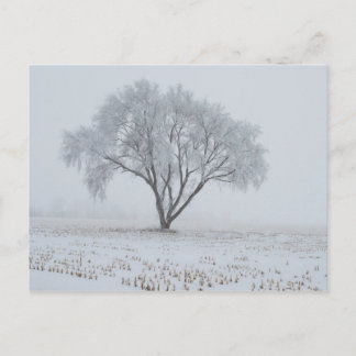 Postal Escarcha sobre un árbol solitario