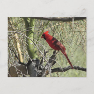 Postal Escarlata