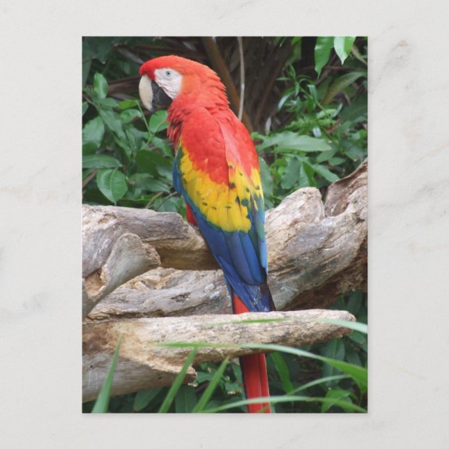Postal Escarlet Macaw (Anverso)