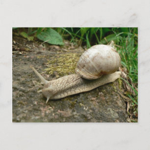 Postal Escarnio