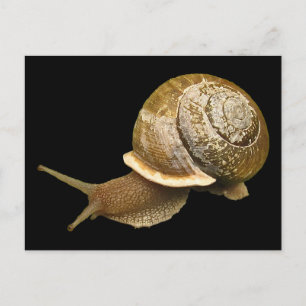 Postal Escarnio