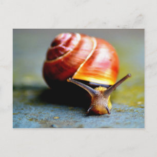 Postal Escarnio