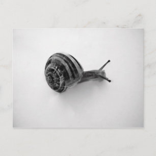 Postal Escarnio
