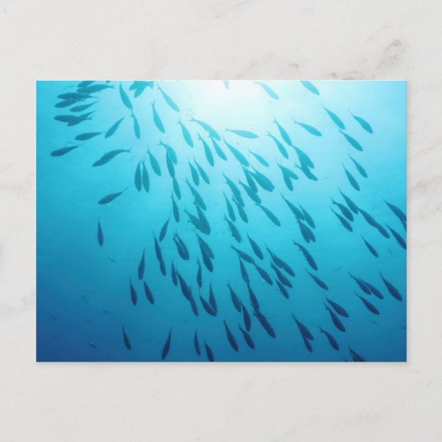 Postal Escasez de peces (Anverso)