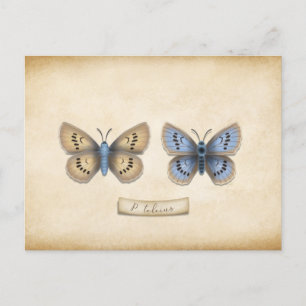Postal Escasez de Personalizable de especies de mariposa