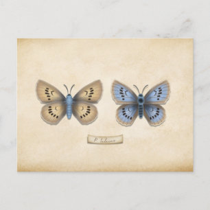 Postal Escasez de Personalizable de especies de mariposa