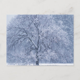 Postal Escena congelada en invierno de árbol de nieve