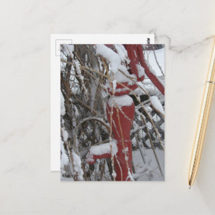 Postal Escena de jardín nevado