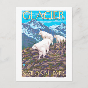 Postal Escena de las cabras de montaña - Parque nacional 